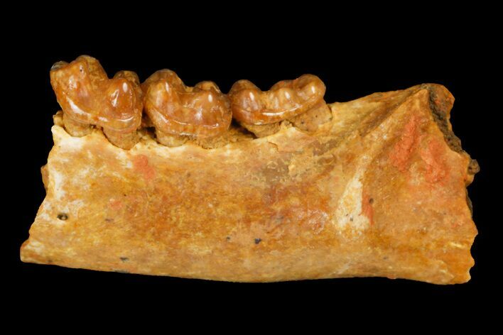Eocene Primate (Necrolemur) Jaw Section - France #179976